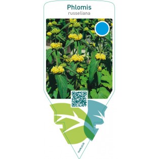 Phlomis russeliana