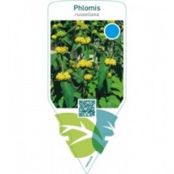 Phlomis russeliana