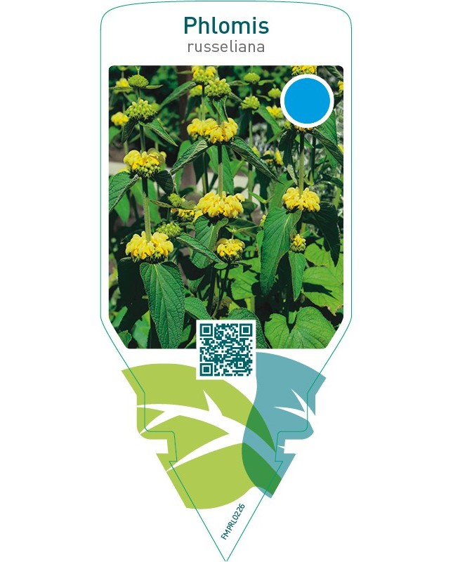 Phlomis russeliana