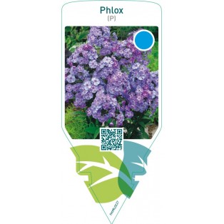 Phlox (P)  blue