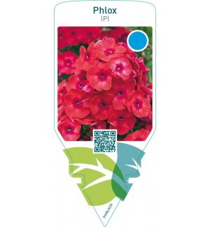 Phlox (P)  red