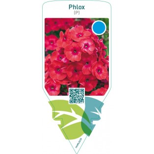 Phlox (P)  red