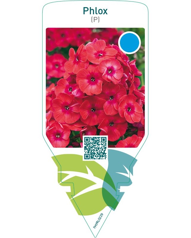 Phlox (P)  red