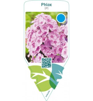 Phlox (P)  pink