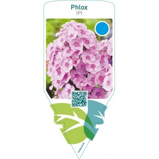 Phlox (P)  pink