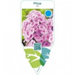 Phlox (P)  pink