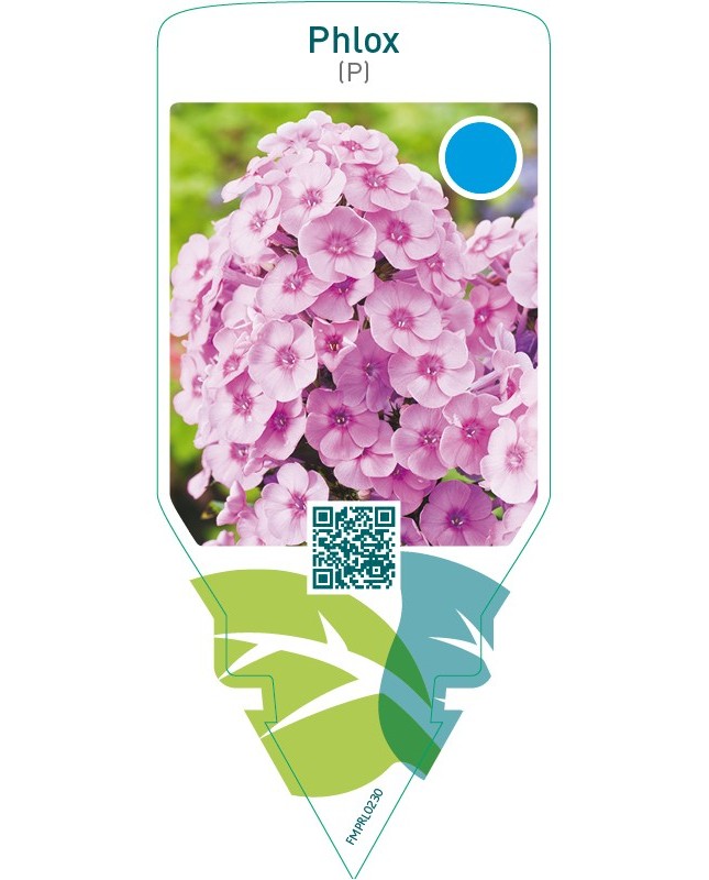Phlox (P)  pink