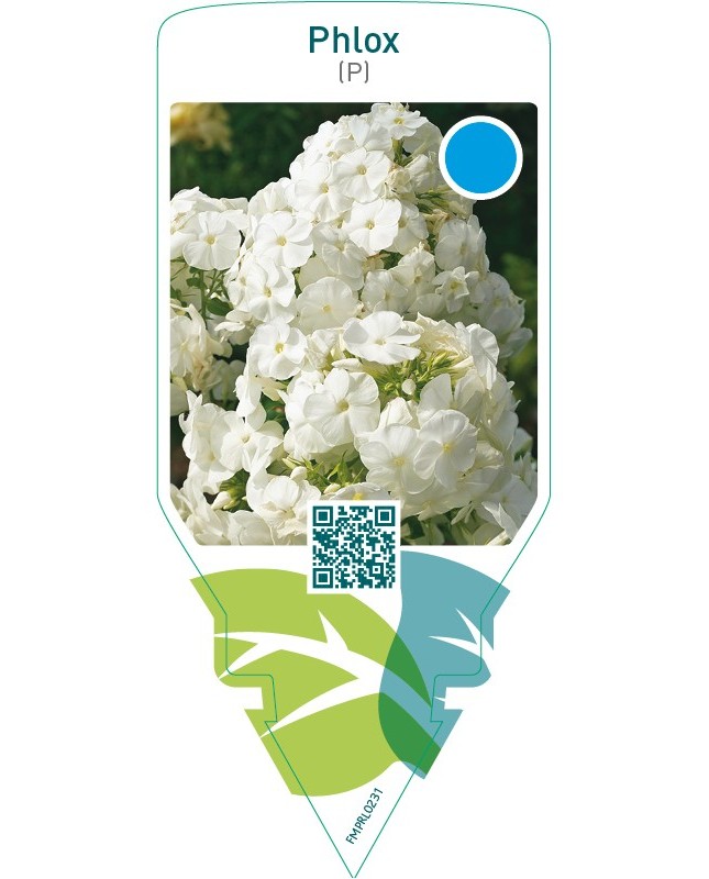Phlox (P)  white