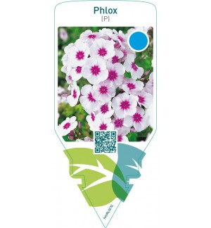 Phlox (P)  white-red eye