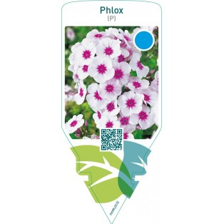 Phlox (P)  white-red eye