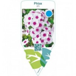 Phlox (P)  white-red eye