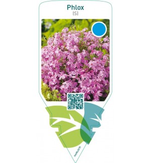 Phlox (S)  pink