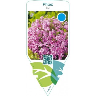 Phlox (S)  pink