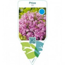Phlox (S)  pink