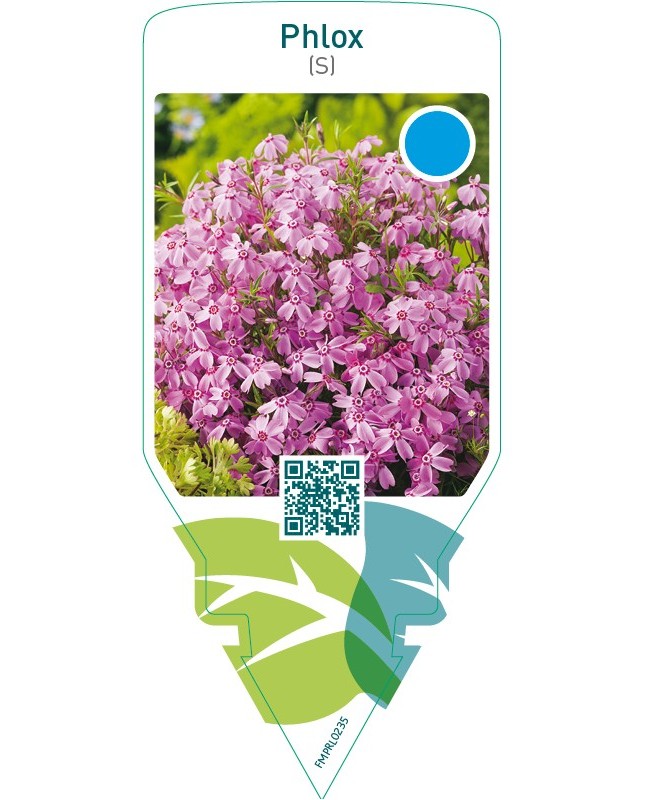 Phlox (S)  pink