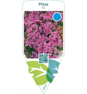 Phlox (S)  lilac