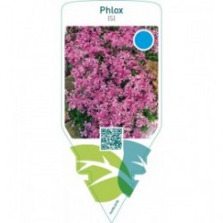Phlox (S)  lilac