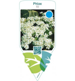 Phlox (S)  white