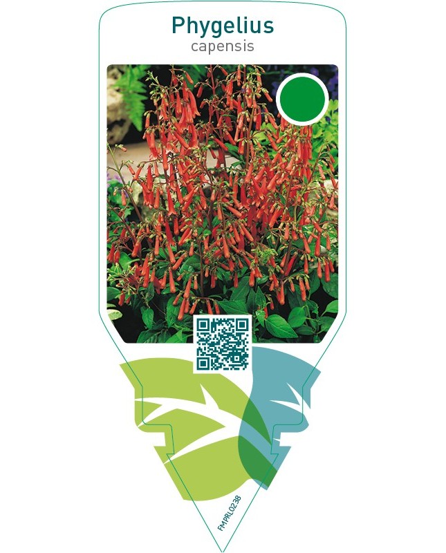 Phygelius capensis
