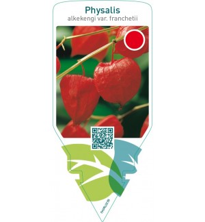 Physalis alkekengi var. Franchetii