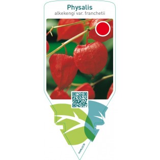 Physalis alkekengi var. Franchetii