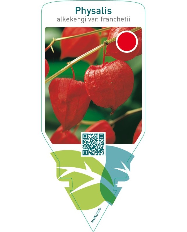 Physalis alkekengi var. Franchetii