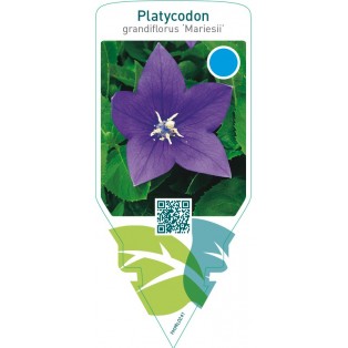 Platycodon grandiflorus ‘Mariesii’