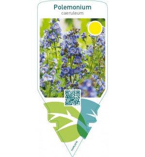 Polemonium caeruleum  blue