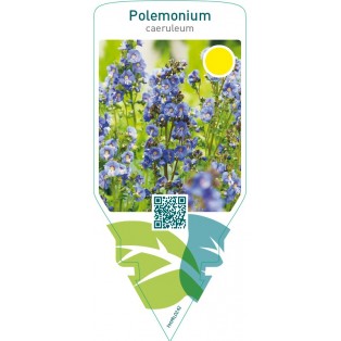 Polemonium caeruleum  blue