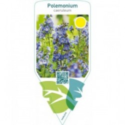 Polemonium caeruleum  blue