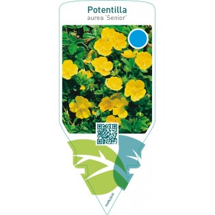 Potentilla aurea ‘Senior’