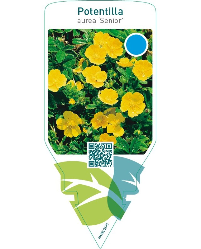 Potentilla aurea ‘Senior’