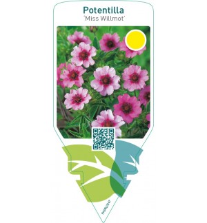 Potentilla nepalensis ‘Miss Willmot’