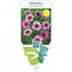 Potentilla nepalensis ‘Miss Willmot’