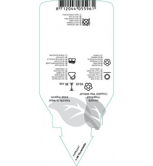 Etichette di Potentilla nepalensis ‘Miss Willmot’ *