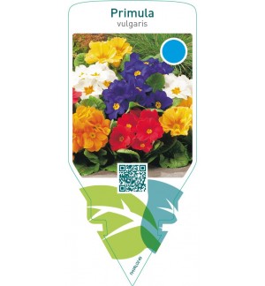 Primula vulgaris  mix