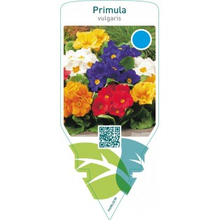 Primula vulgaris  mix
