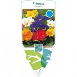 Primula vulgaris  mix