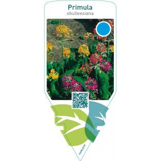 Primula xbulleesiana  mix