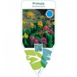 Primula xbulleesiana  mix
