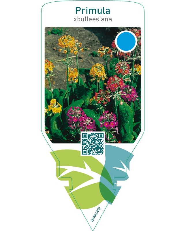 Primula xbulleesiana  mix