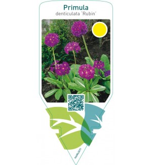 Primula denticulata ‘Rubin’