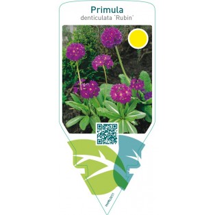 Primula denticulata ‘Rubin’