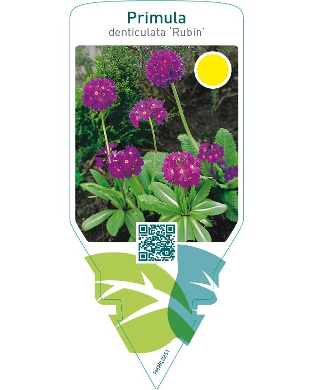 Primula denticulata ‘Rubin’