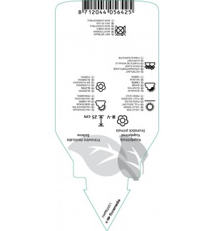 Etichette di Primula dinticulata ‘Rubin’ *