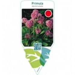 Primula denticulata  pink