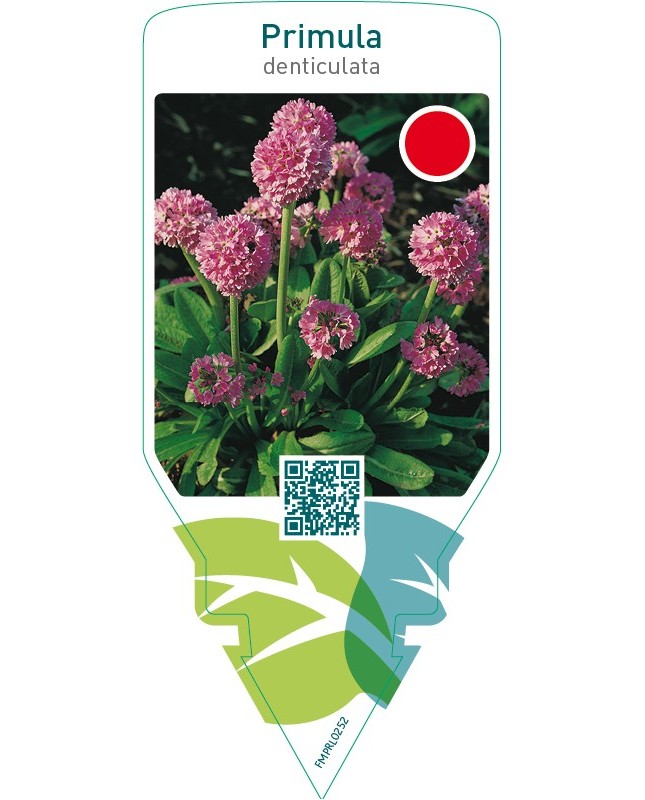 Primula denticulata  pink