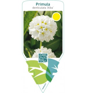 Primula denticulata ‘Alba’