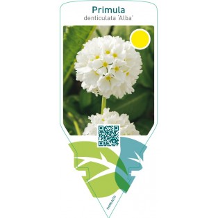 Primula denticulata ‘Alba’