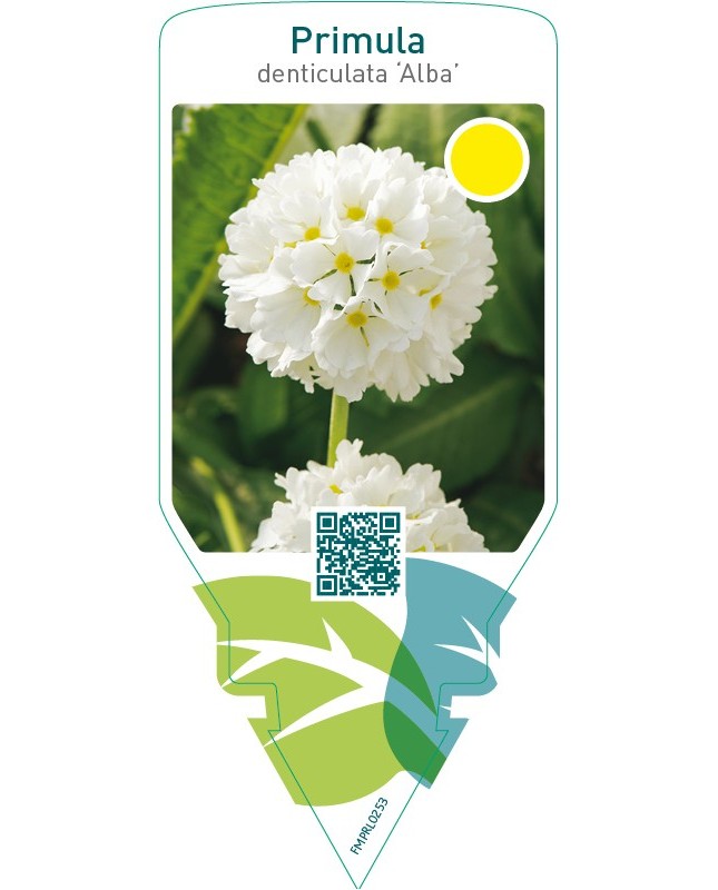 Primula denticulata ‘Alba’